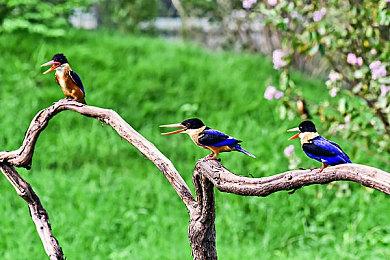 横版卷轴动作冒险游戏《亚路塔：狐狸狐途的面包冒险》现已抢先体验推出